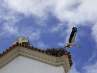 Stork flying over its nest on the roof of a church.