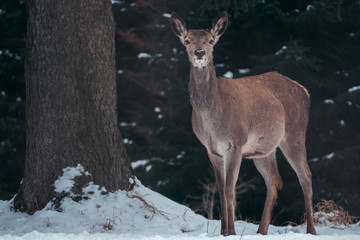 Reh im Winterwald