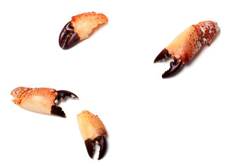 Cooked pincers from crab