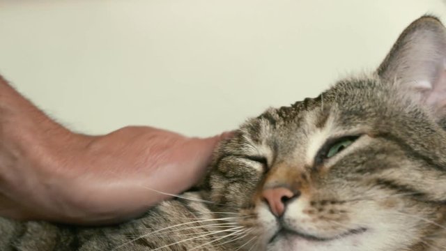 chat en slow motion