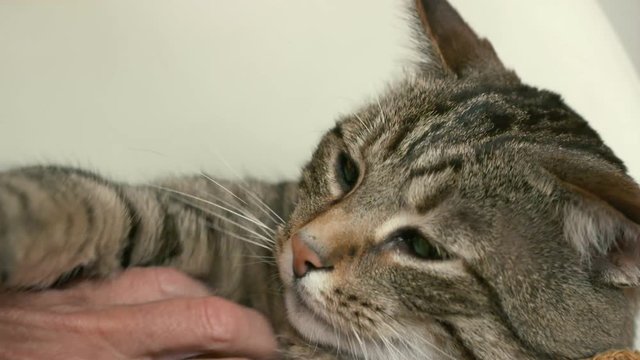 chat au ralenti 