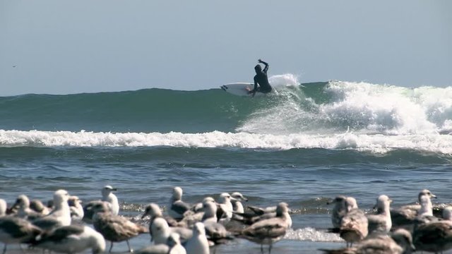 Surf,California,wave,seagulls,beach
