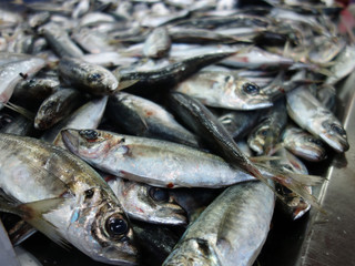 Fresh fishes in a market.