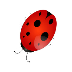 Vector EPS of a ladybird pattern on a white background isolate