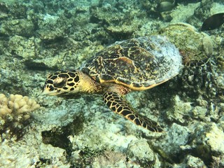 Naklejka na ściany i meble Malediven Schildkröte