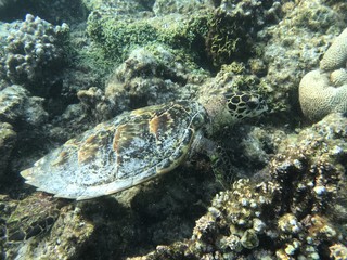 Fototapeta na wymiar Malediven Schildkröte