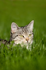Naklejka na ściany i meble Getigerte Katze liegt im Gras