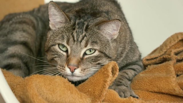 chat en train de se faire les griffes 