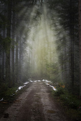 Obraz premium forest fog