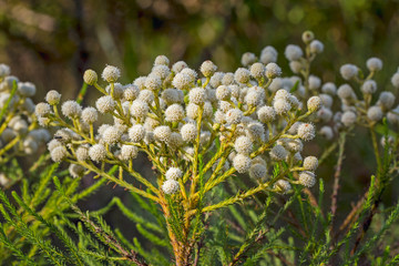 White ball shaped flowers