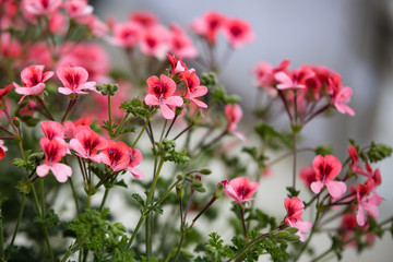Beautiful Red Geranium Flowers with Five Petals