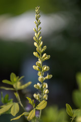 Perennial Herb, Beautiful Efflorescence in the Garden