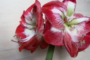 Amaryllis Spartacus isolated with clipping path on bright  background