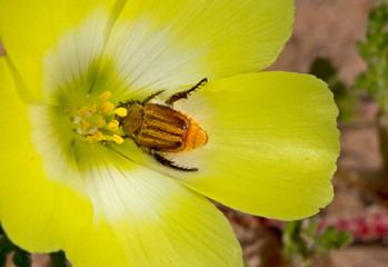 Bettle feeding on yellow spring flower pollen, South Africa
