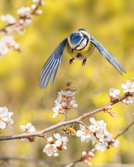 Blaumeise fliegt zu einem blühenden Zweig einer Blutpflaume, um einen großen Wollschweber zu...