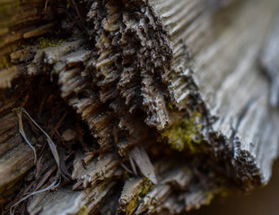 Nahaufnahme von Holzmaserung von unten, Maserung, Muster, Linien von Holzstück im Wald, Aufbau
