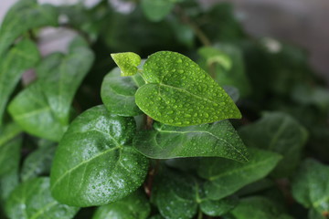 Leaves in raindrops close-up