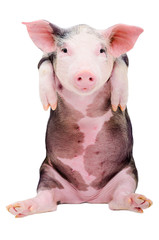 Portrait of a funny little pig sitting isolated on white background
