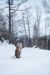 Image of sitting dog breed Siberian Husky on the snow back to the camera. Winter walk in the forest with lovely beige and white husky male