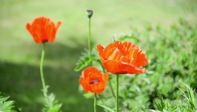 Seamless loop, Red poppies flowers close up, green nature background, video HD
