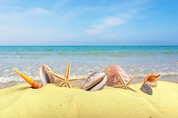 Seashells and stars on clear beach sand with accessories