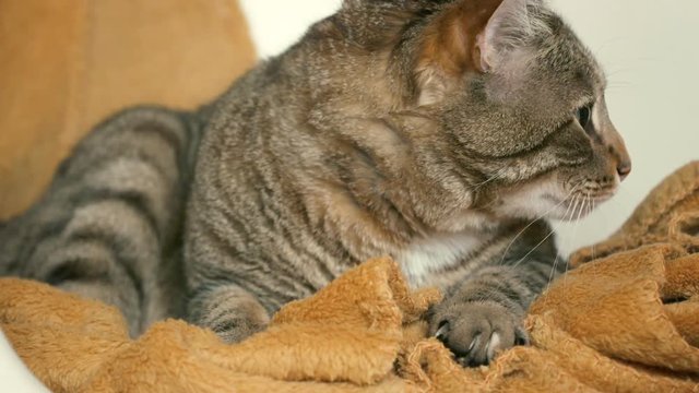 chat en train de se faire les griffes