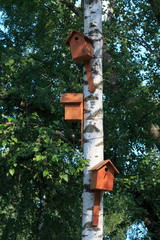 birdhouse in a birch tree, summer picture background 