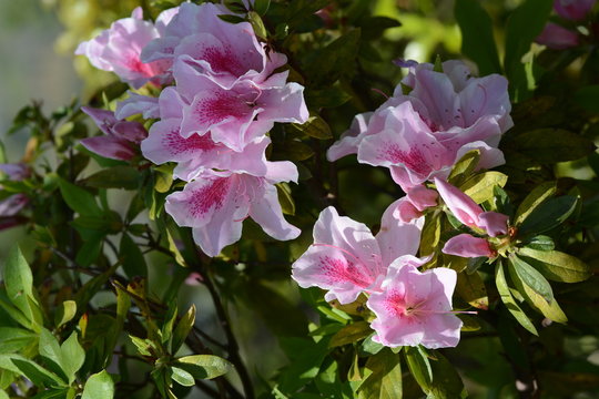 Flowers of Azalea