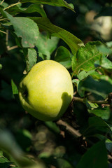 an apple on a branch