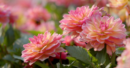 Purple Dahlia flower field