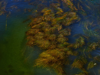 Underwater flora