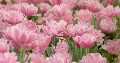 Beautiful tulip in garden