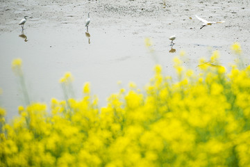 rape flower water town in Jiangsu, China