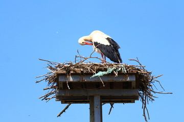 White stork in nest