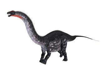 3D Rendering Dinosaur Apatosaurus on White