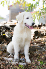 Profile Portrait of Young puppy breed Maremmano abruzzese Sheepdog. Image of cute italian white maremma dog sitting on green grass at yard background outdoor on sunny day in summer