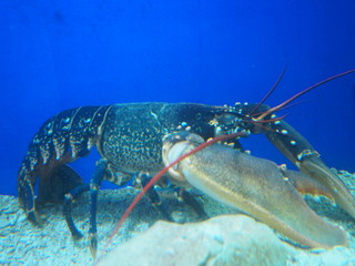 Lobster 