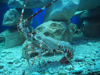Crayfish