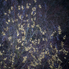 Blüten der Palmweide