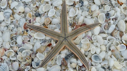 Seesterne, groß am Strand von Sanibel Island, Florida