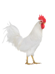 white rooster isolated
