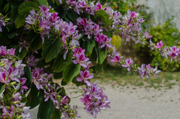 Fototapeta premium Bauhinia variegata Orchid tree blooming in springtime