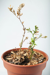 Homemade plant with fallen leaves in a pot isolated on white background.
