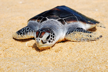 baby hawks bill sea turtle