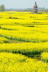 rape flower water town in Jiangsu, China