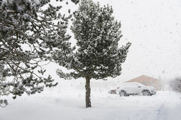 Snow fall on the lawn covered with the nice pine trees are standing poured with snowflakes in frosty winter day.