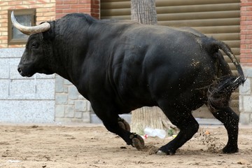 Naklejka premium bull in spanish