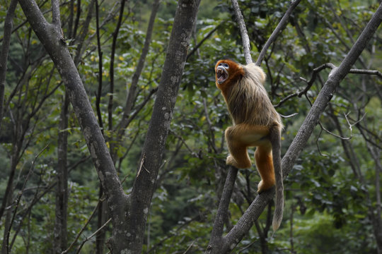 Golden Snub-nosed Monkey climbing in trees