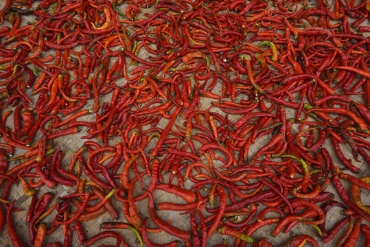 Chili laid out to dry