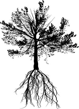 isolated large pine and black root
